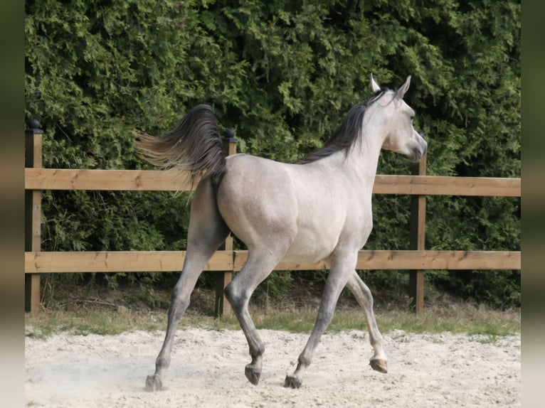 Árabe egipcio Semental 1 año 153 cm Tordo in Radevormwald