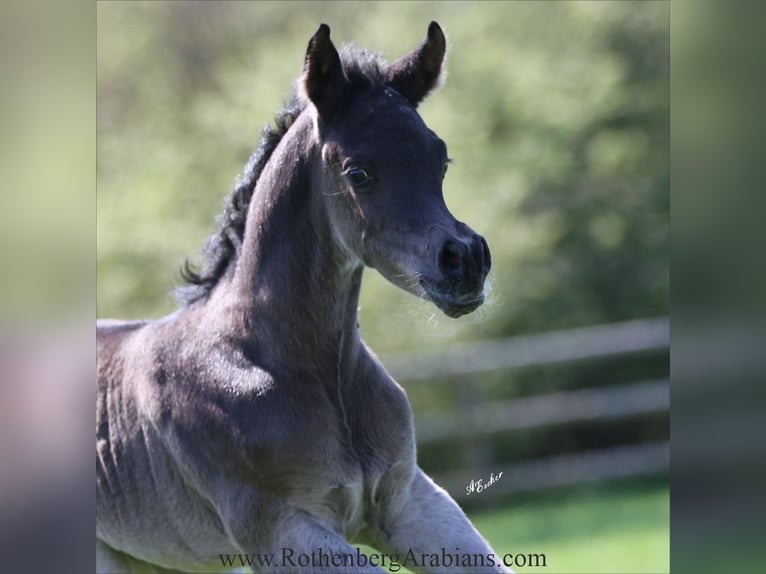 Árabe egipcio Semental 1 año 155 cm Negro in Monheim