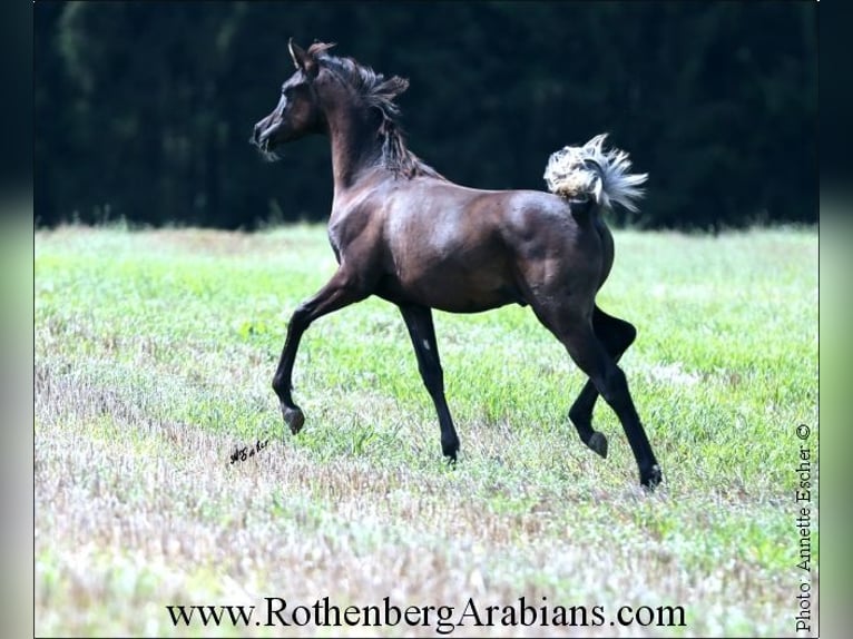 Árabe egipcio Semental 1 año 157 cm Negro in Monheim