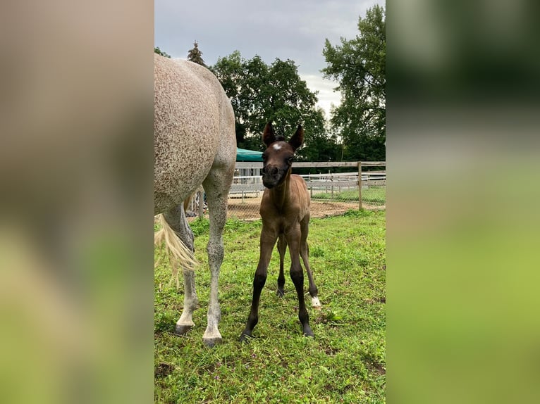 Árabe egipcio Semental 1 año 160 cm Tordo picazo in Dietikon