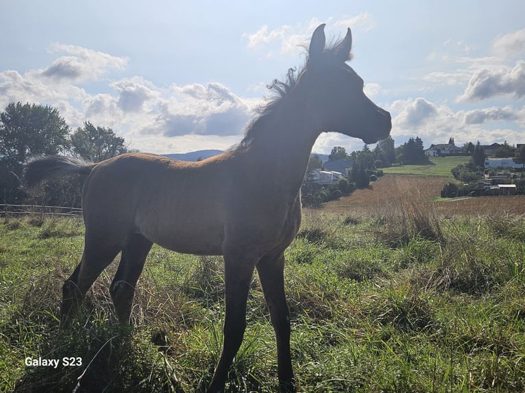 Árabe egipcio Semental 1 año 160 cm Tordo picazo in Dietikon