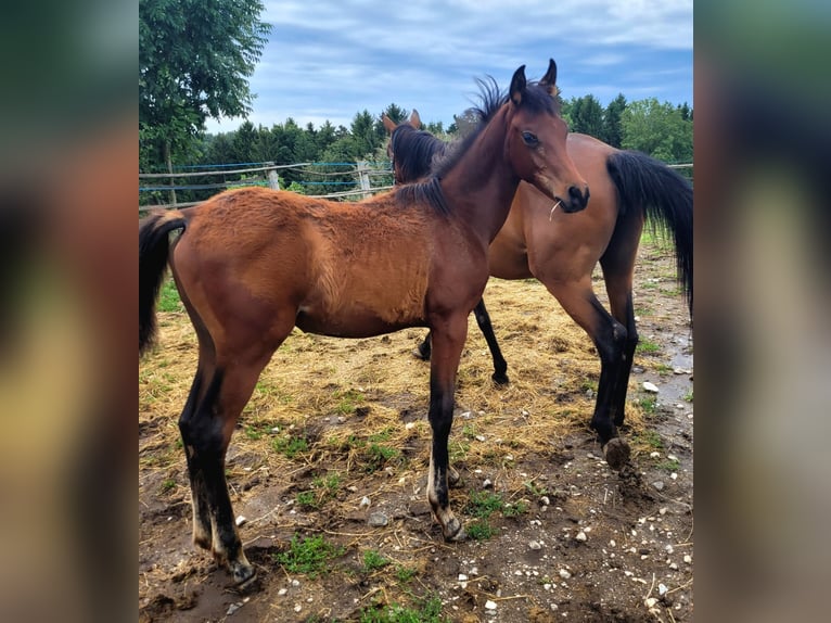Árabe egipcio Semental 1 año Castaño in Stallhofen
