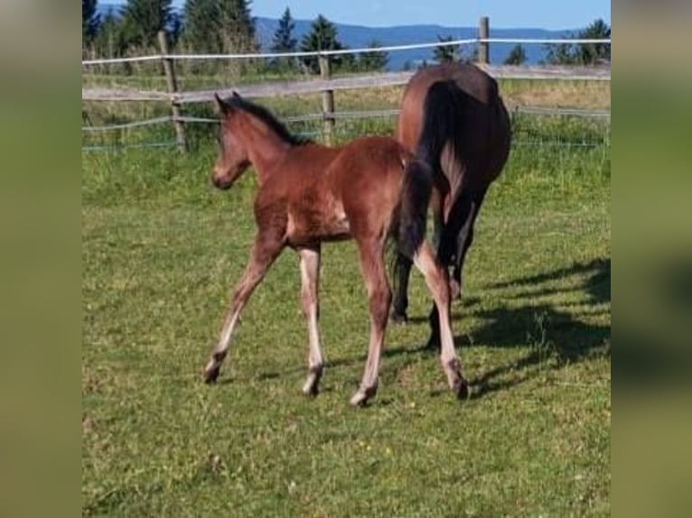 Árabe egipcio Semental 1 año Castaño in Stallhofen
