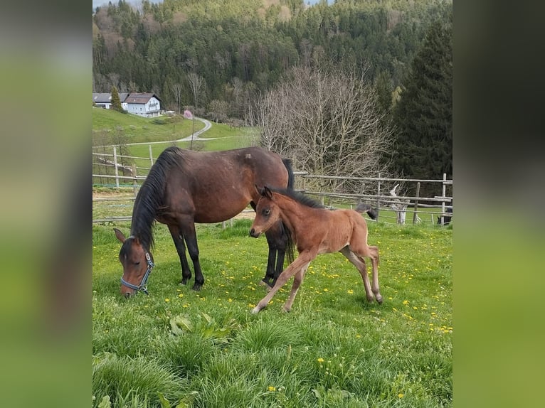 Árabe egipcio Semental 1 año Castaño in Stallhofen