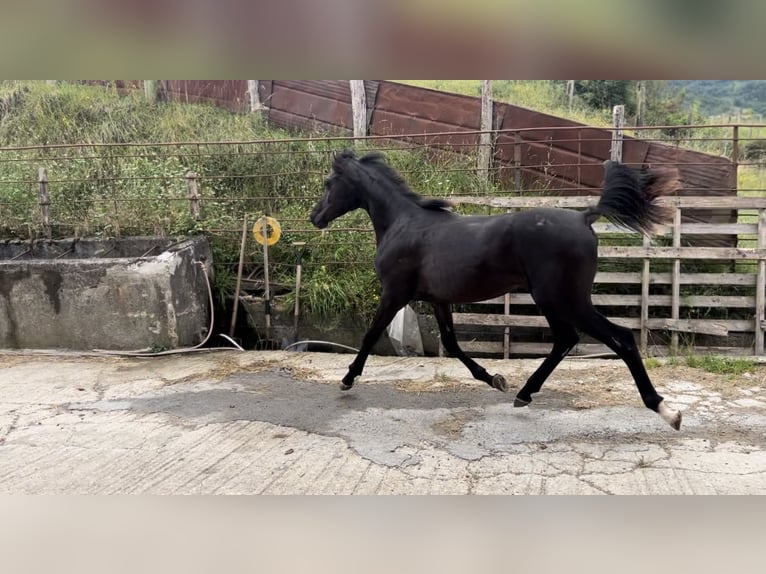 Árabe egipcio Semental 1 año Negro in El berrón, Valle de Mena