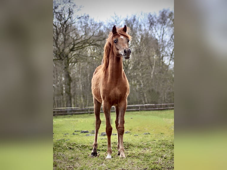 Árabe egipcio Semental 2 años 145 cm Alazán in Klein Offenseth-Sparrieshoop