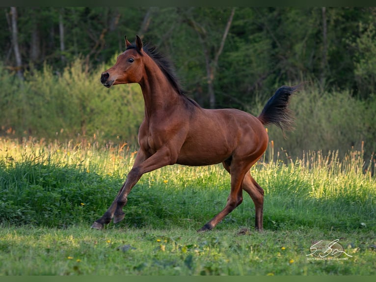 Árabe egipcio Semental 2 años 155 cm Castaño in Biesdorf