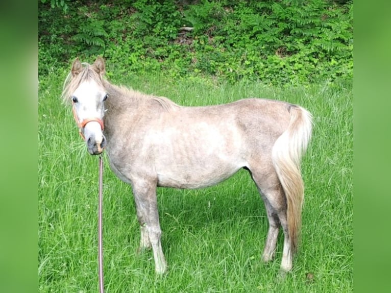 Árabe egipcio Semental 2 años 155 cm Tordo ruano in Dennheritz