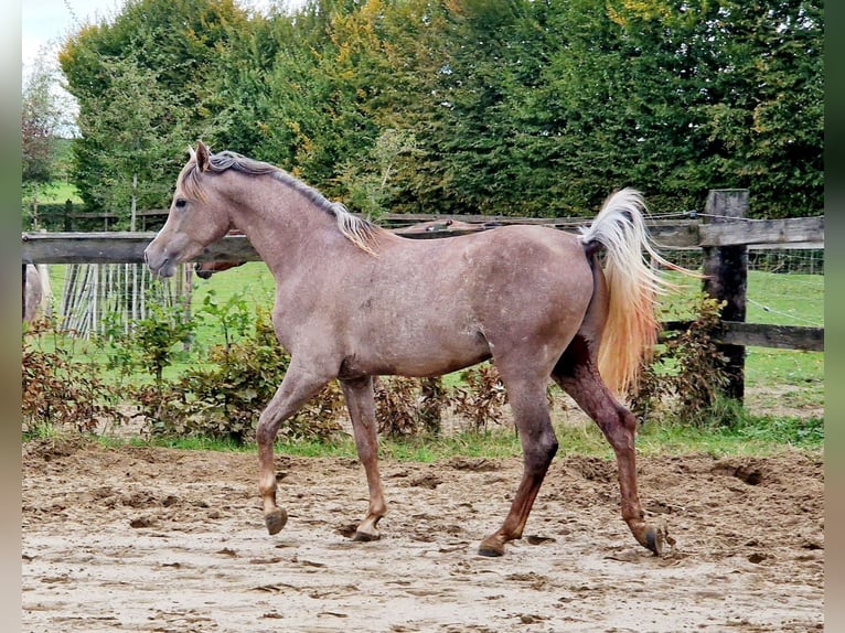 Árabe egipcio Semental 2 años 158 cm Tordo picazo in Willebringen