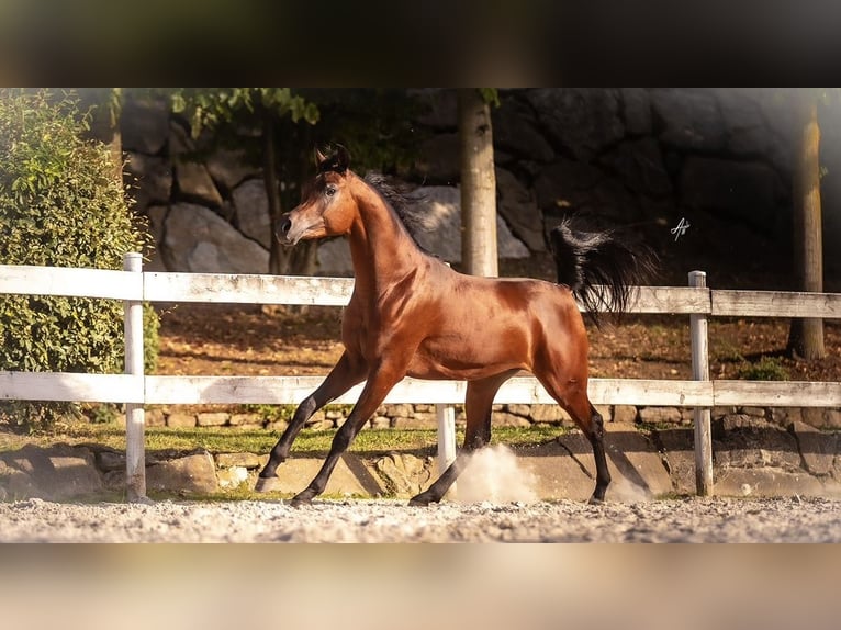 Árabe egipcio Semental 3 años 153 cm Castaño in Bergamo