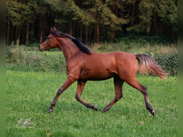 Árabe egipcio Semental 3 años 155 cm Castaño in Biesdorf