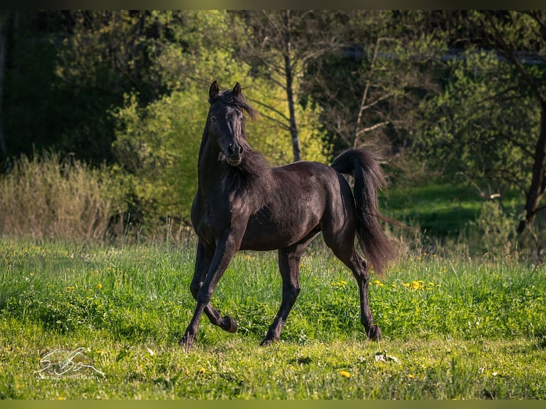 Árabe egipcio Semental 3 años 155 cm Negro in Biesdorf