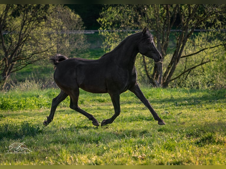 Árabe egipcio Semental 3 años 155 cm Negro in Biesdorf