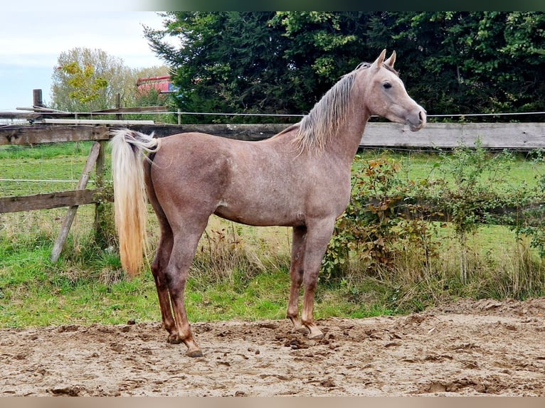 Árabe egipcio Semental 3 años 158 cm Tordo picazo in Willebringen