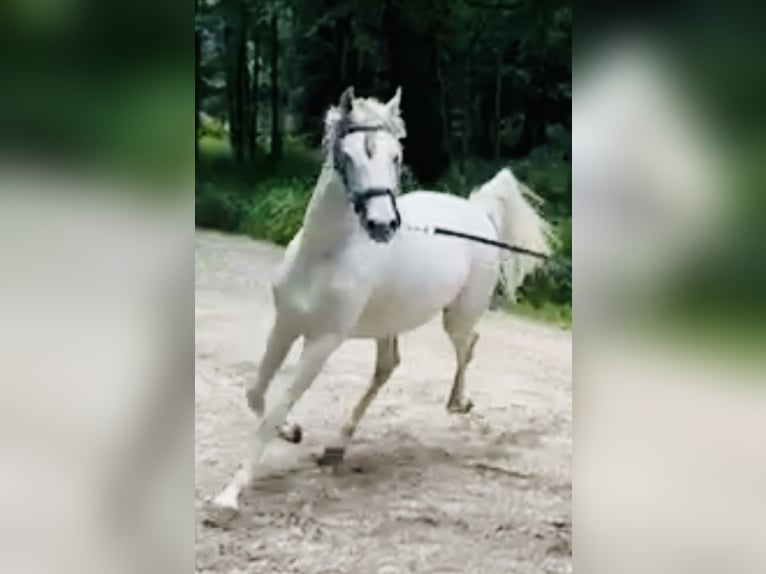 Árabe egipcio Semental 4 años 155 cm Tordo rodado in Zofingen