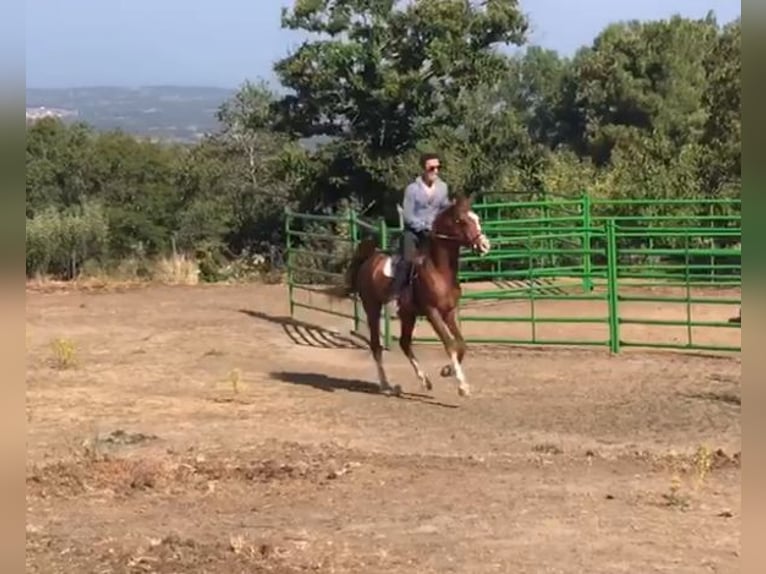 Árabe egipcio Semental 5 años Alazán in Bejar