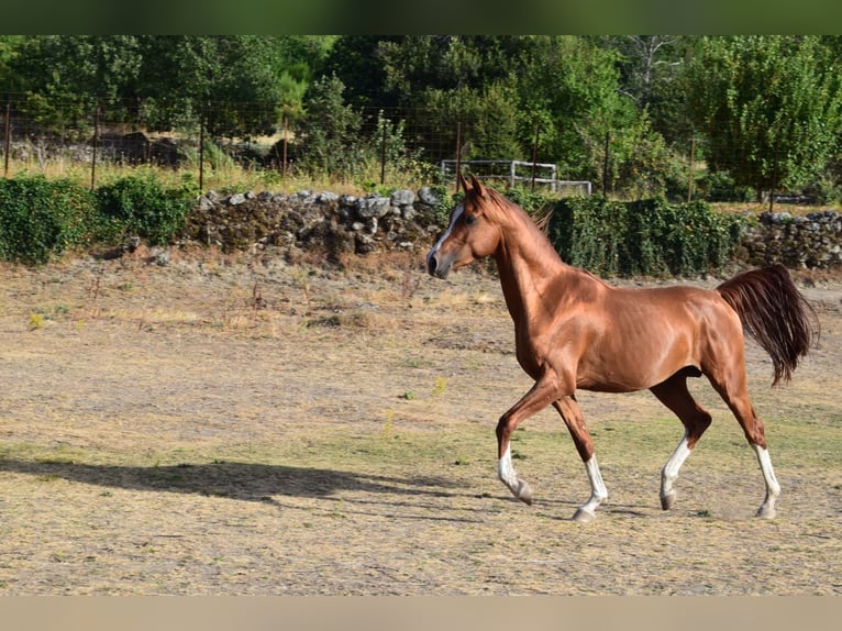 Árabe egipcio Semental 5 años Alazán in Bejar