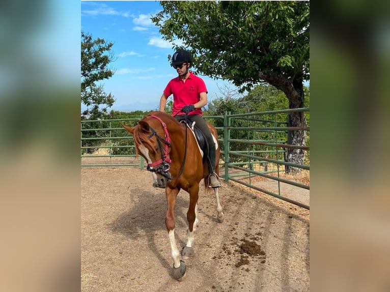 Árabe egipcio Semental 5 años Alazán in Bejar