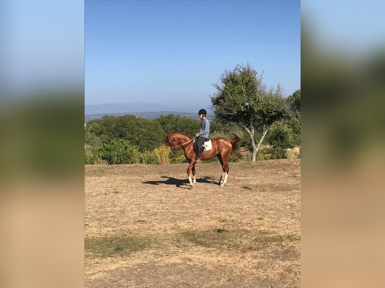 Árabe egipcio Semental 5 años Alazán in Bejar