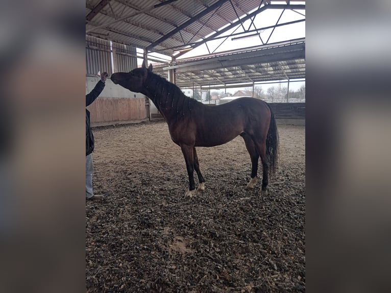 Árabe egipcio Semental 6 años 150 cm Castaño in Trumau
