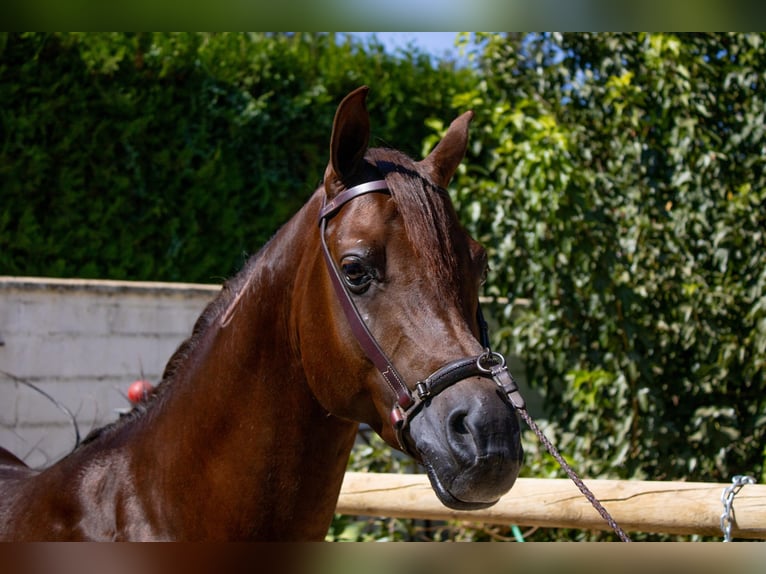 Árabe egipcio Semental 6 años 151 cm Alazán in Sevilla