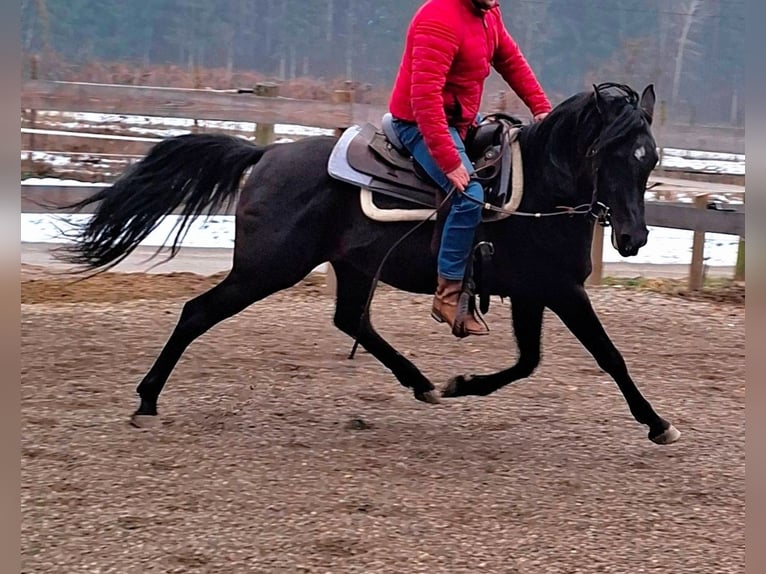 Árabe egipcio Semental 6 años 152 cm Negro in Stallhofen