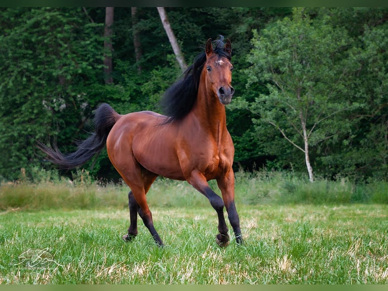 Árabe egipcio Semental 8 años 157 cm Castaño in Biesdorf