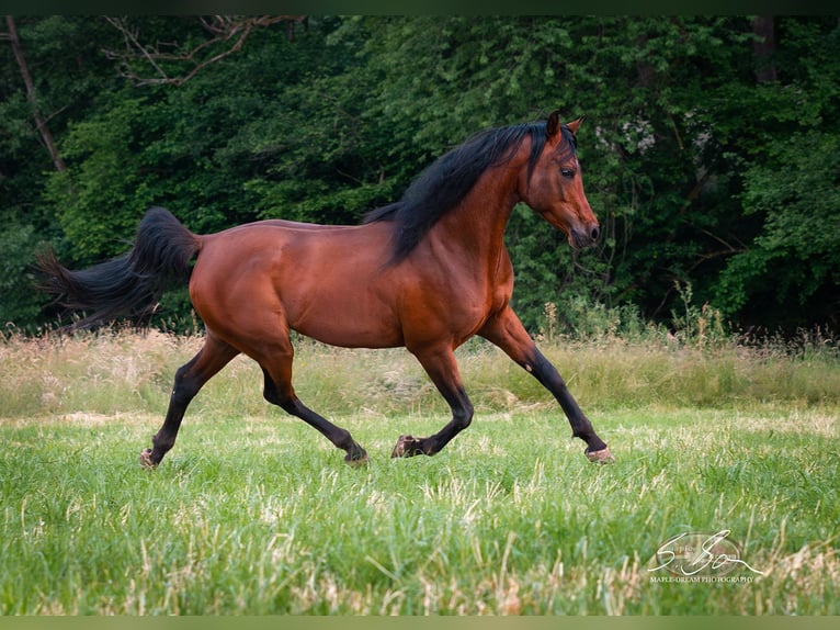 Árabe egipcio Semental 8 años 157 cm Castaño in Biesdorf