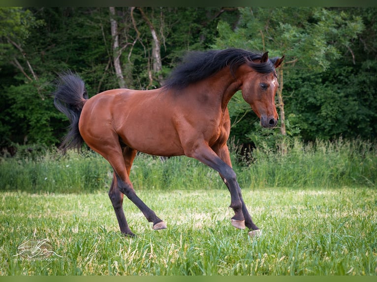 Árabe egipcio Semental 8 años 157 cm Castaño in Biesdorf