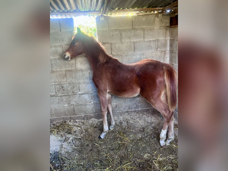Árabe egipcio Semental Potro (05/2025) 110 cm Alazán in Capri Leone