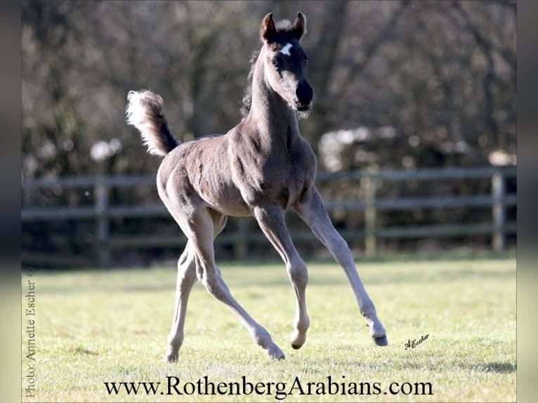 Árabe egipcio Semental Potro (04/2026) 155 cm Negro in Monheim