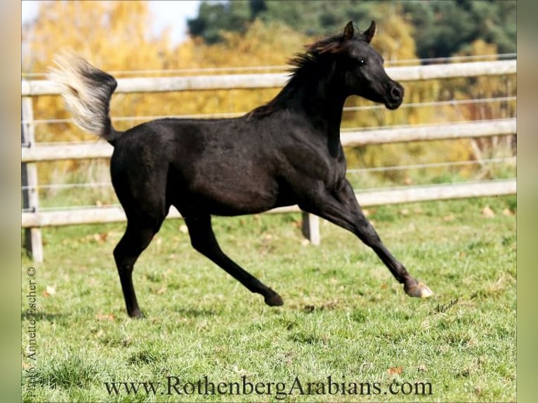 Árabe egipcio Semental Potro (02/2026) 155 cm Negro in Monheim
