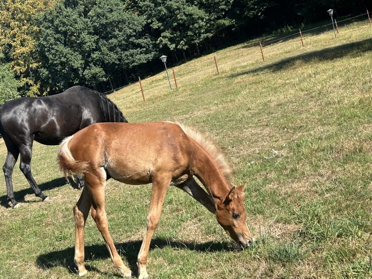 Árabe egipcio Semental Potro (05/2026) 156 cm Alazán in Röhrnbach