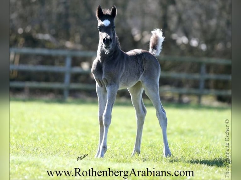 Árabe egipcio Semental Potro (01/2026) 156 cm Negro in Monheim