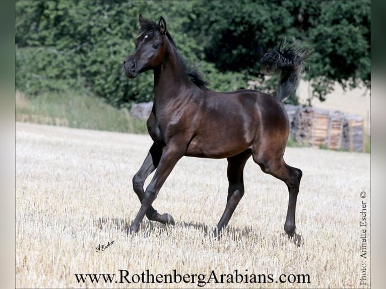 Árabe egipcio Semental Potro (01/2026) 156 cm Negro in Monheim