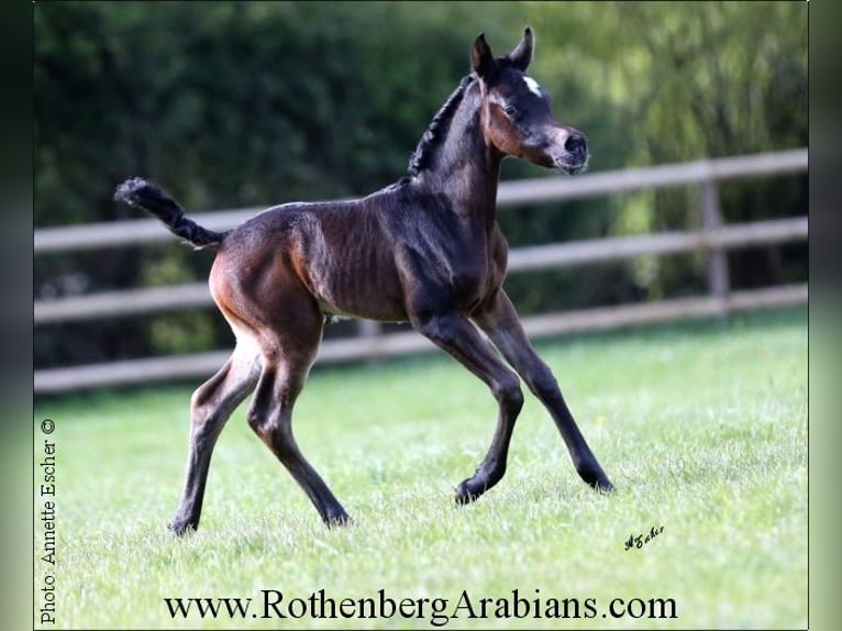 Árabe egipcio Semental Potro (04/2024) 156 cm Negro in Monheim