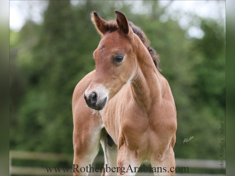 Árabe egipcio Semental Potro (05/2026) Castaño in Monheim