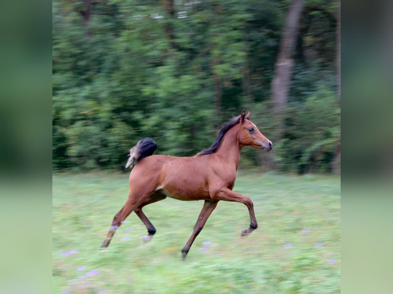 Árabe egipcio Semental Potro (03/2026) Castaño in Arnstadt