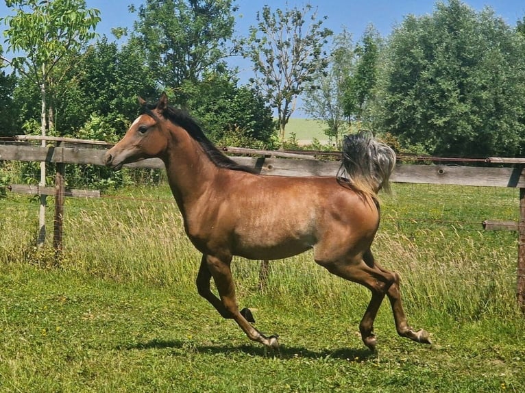 Árabe egipcio Semental Tordo picazo in WillebringenBoutersem