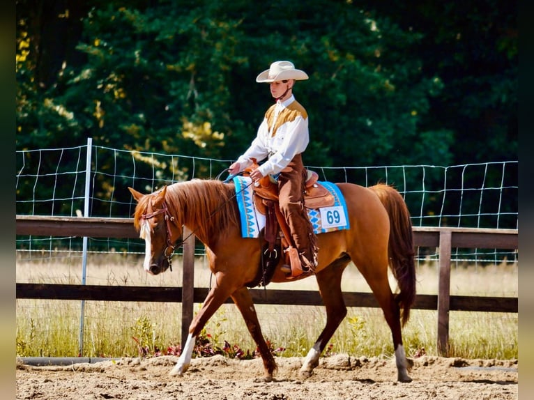 Árabe egipcio Yegua 13 años 146 cm Alazán in Sch&#xF6;nwalde-Glien