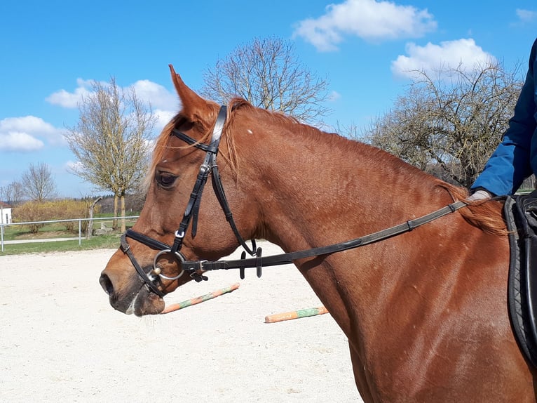 Árabe egipcio Yegua 14 años 150 cm Alazán-tostado in Ertingen