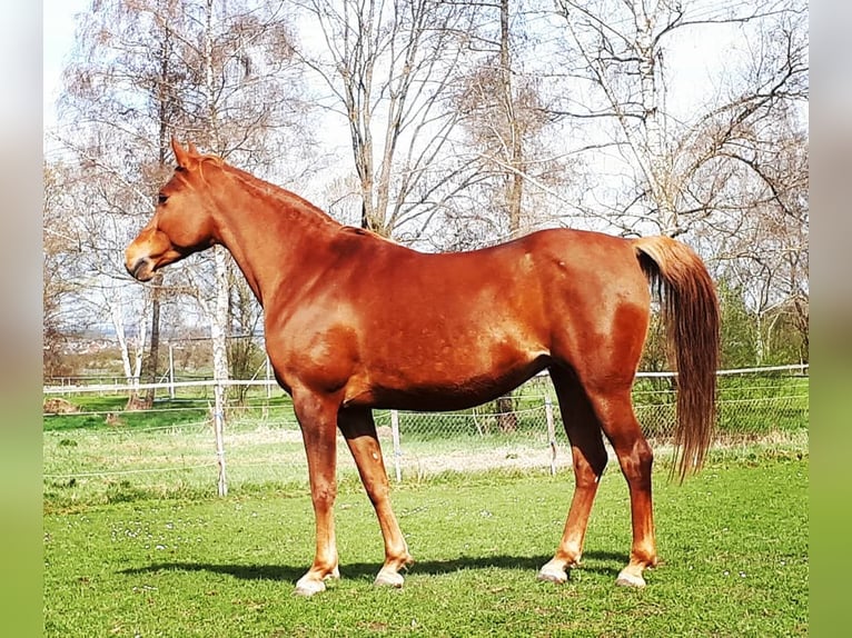 Árabe egipcio Yegua 14 años 150 cm Alazán-tostado in Ertingen