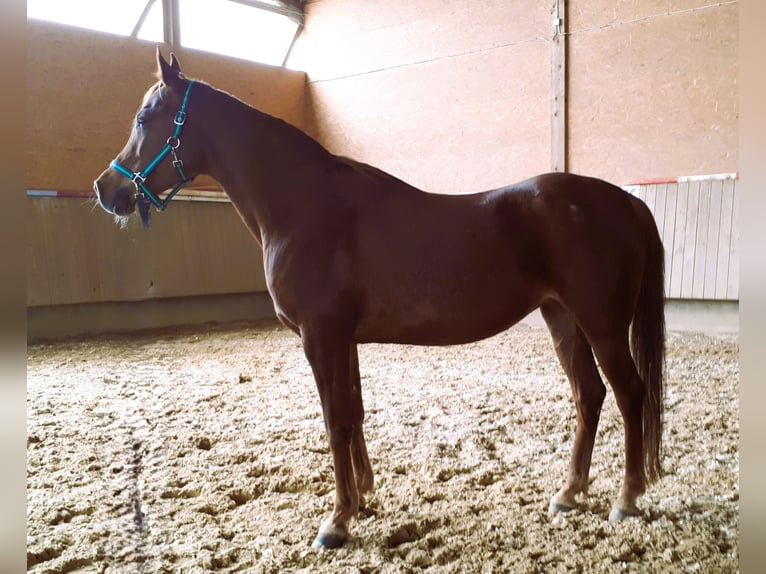 Árabe egipcio Yegua 14 años 150 cm Alazán-tostado in Ertingen