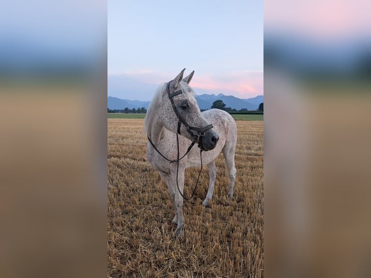 Árabe egipcio Yegua 16 años 152 cm Tordo picazo in Rosenheim
