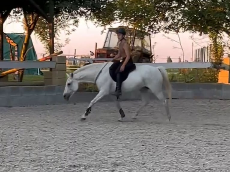 Árabe egipcio Mestizo Yegua 17 años 141 cm Tordo picazo in Cheb