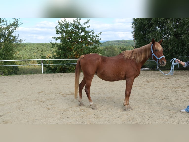 Árabe egipcio Yegua 17 años 155 cm Alazán in Neuhaus in der Wart