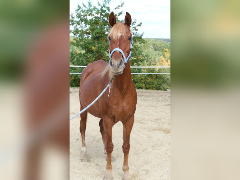 Árabe egipcio Yegua 17 años 155 cm Alazán in Neuhaus in der Wart