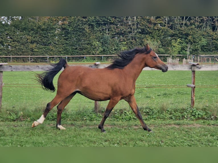 Árabe egipcio Yegua 17 años 159 cm Castaño in Boutersem