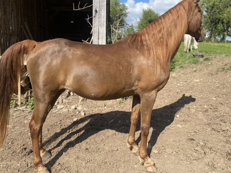 Árabe egipcio Yegua 21 años 154 cm Alazán-tostado in Gifhorn