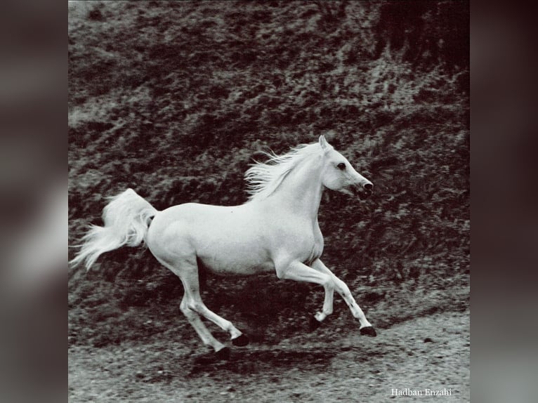 Árabe egipcio Yegua 21 años 154 cm Alazán-tostado in Gifhorn